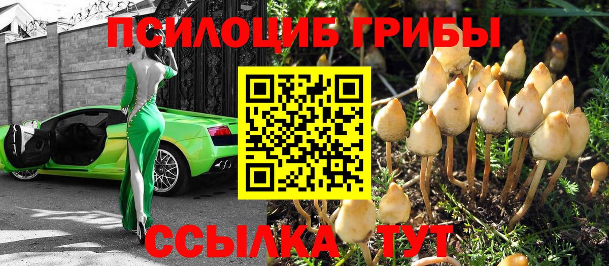 Галлюциногенные грибы Psilocybine cubensis Астрахань